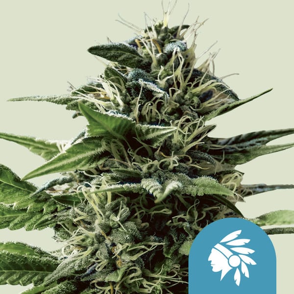 TATANKA PURE CBD FEM X3 ROYAL QUEEN SEEDS-1