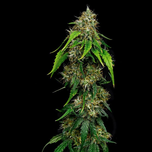 TATANKA PURE CBD FEM X3 ROYAL QUEEN SEEDS