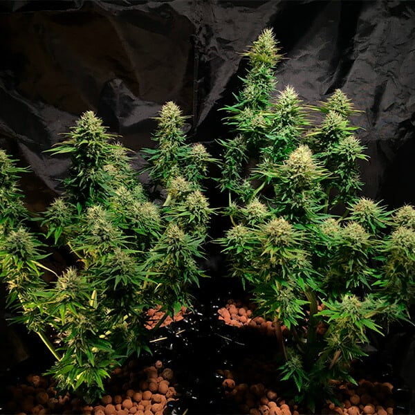 TATANKA PURE CBD FEM X3 ROYAL QUEEN SEEDS-3