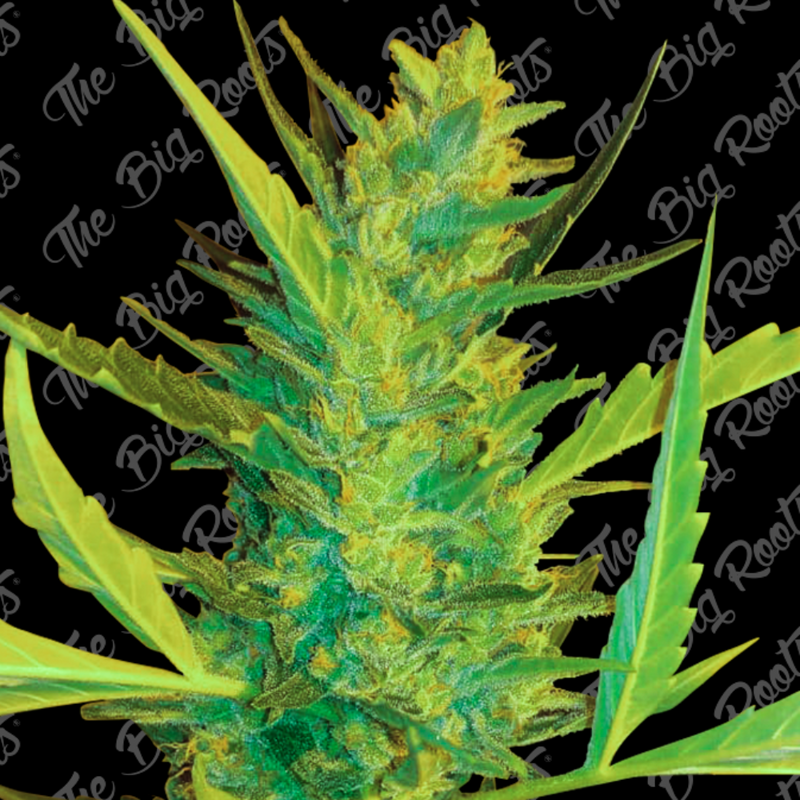 AK 47 FEM X3+2 - THE BIG ROOTS-1
