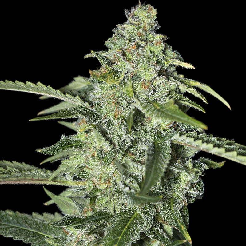 TNT KUSH CBD X3 FEM EVA SEEDS-1