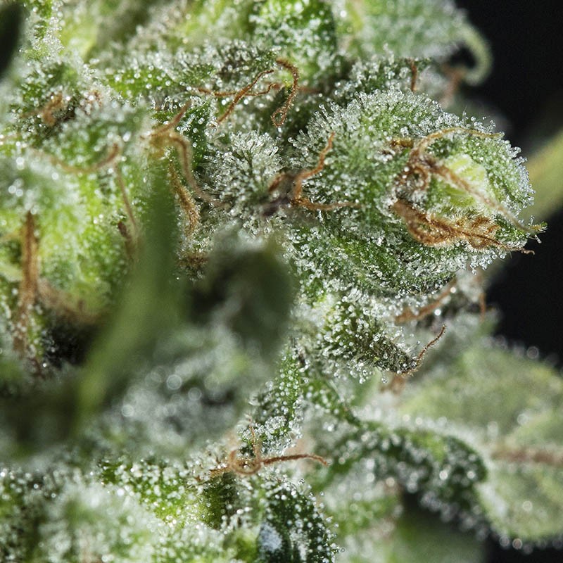 TNT KUSH CBD X3 FEM EVA SEEDS-3