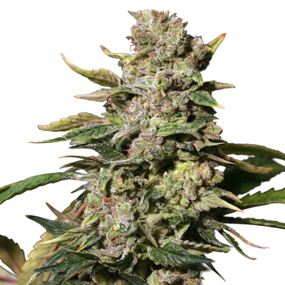 TNT KUSH  FEM X3+1 - EVA SEEDS