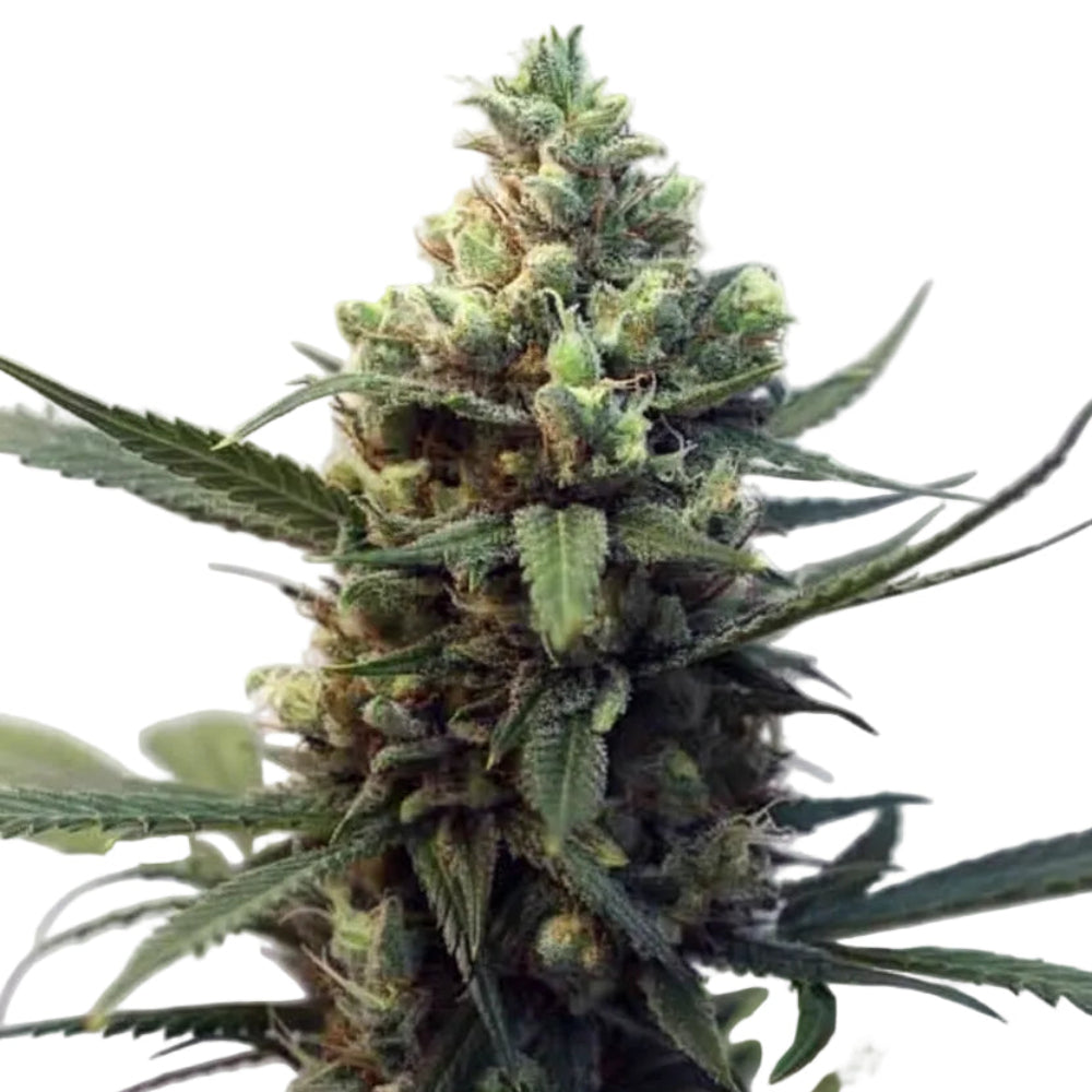 TOXIC WIDOW AUTO