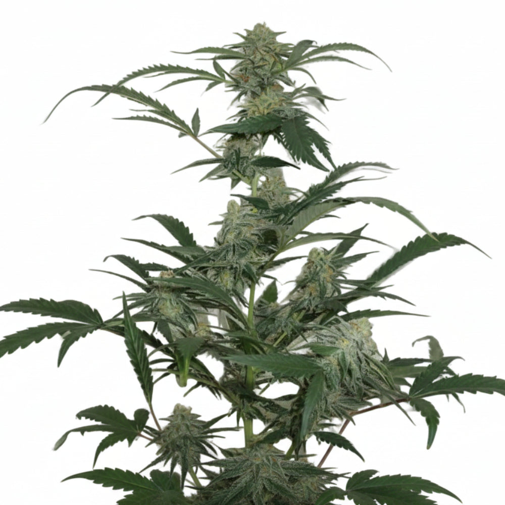 TOXIC WIDOW AUTO-3