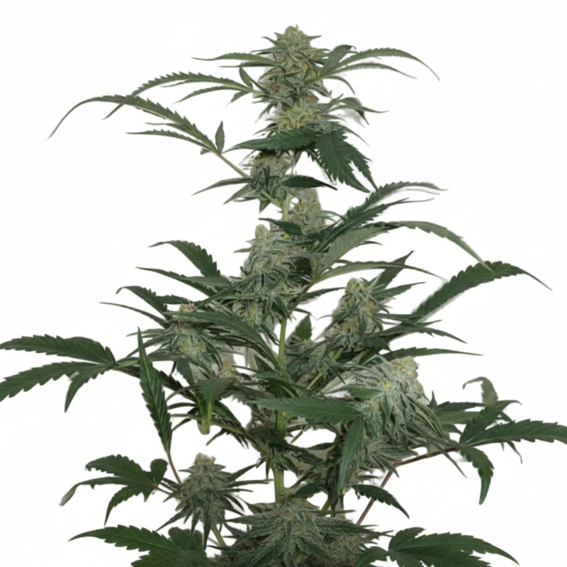 TOXIC WIDOW AUTO-3