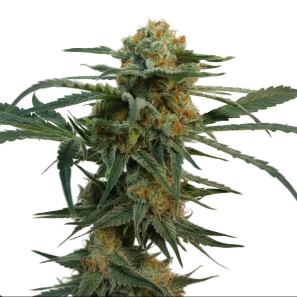 TOXIC WIDOW AUTO