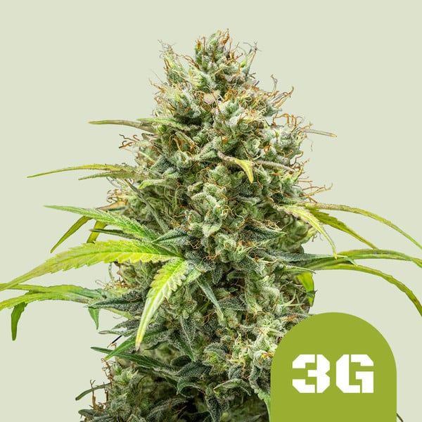 TRIPLE G AUTO X1 ROYAL QUEEN SEEDS