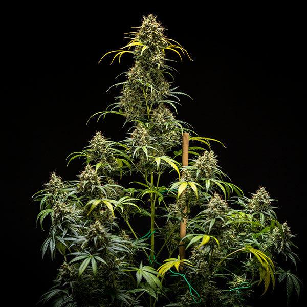 TRIPLE G AUTO X1 ROYAL QUEEN SEEDS-4