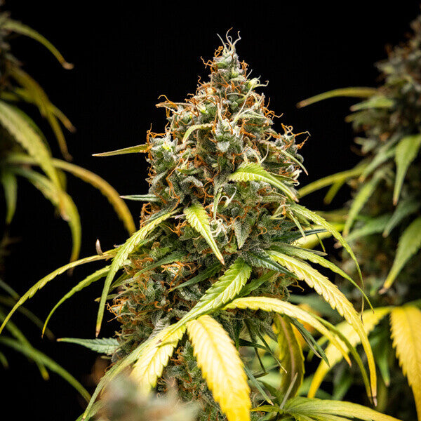 TRIPLE G AUTO X1 ROYAL QUEEN SEEDS-6