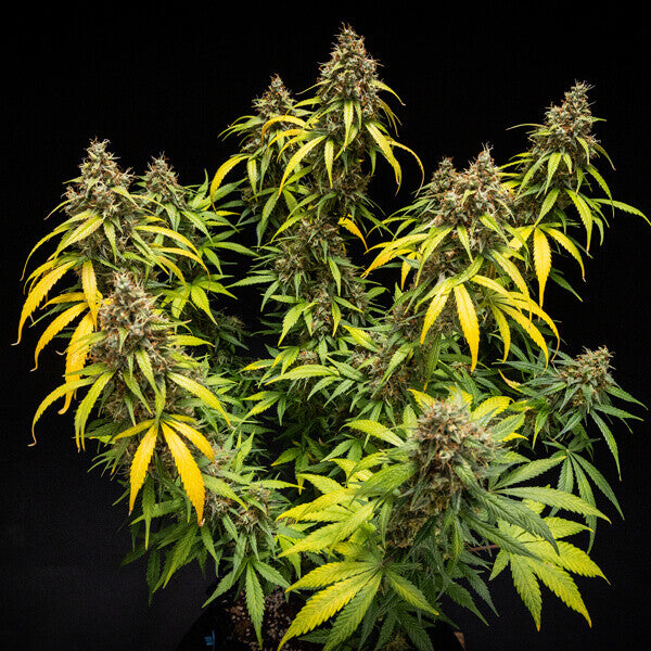 TRIPLE G AUTO X1 ROYAL QUEEN SEEDS-7
