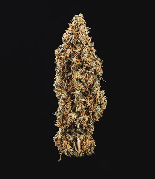 TRIPLE G AUTO X1 ROYAL QUEEN SEEDS