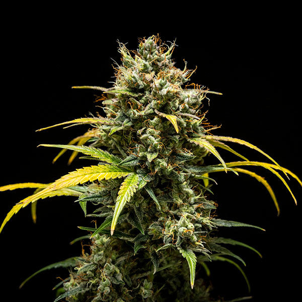 TRIPLE G AUTO X1 ROYAL QUEEN SEEDS-5