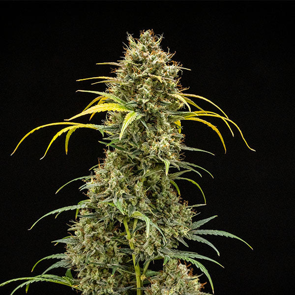 TRIPLE G AUTO X1 ROYAL QUEEN SEEDS-3