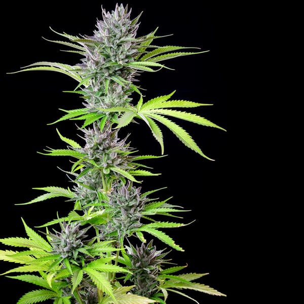 TRIPLE G FEM X1 ROYAL QUEEN SEEDS-2