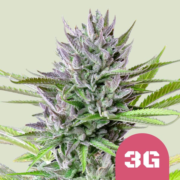 TRIPLE G FEM X1 ROYAL QUEEN SEEDS-1
