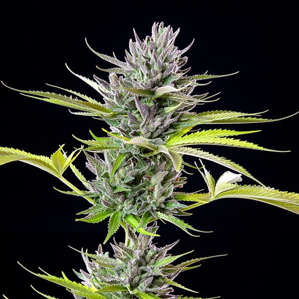 TRIPLE G FEM X3 ROYAL QUEEN SEEDS