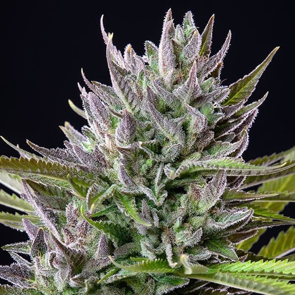 TRIPLE G FEM X1 ROYAL QUEEN SEEDS-3