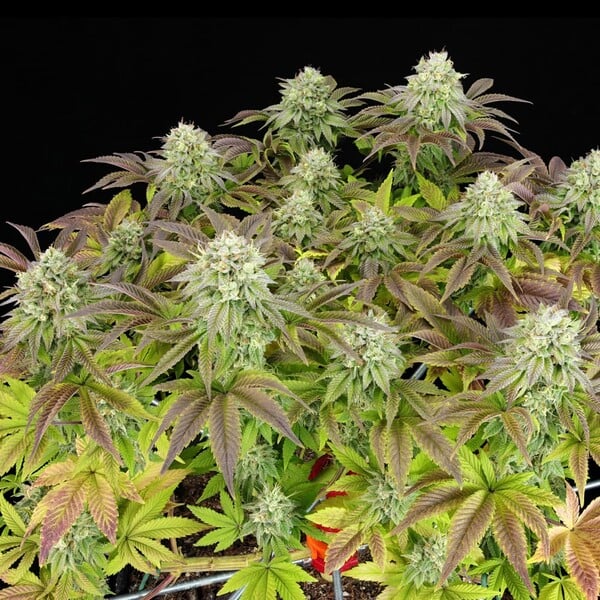TRIPLE G FEM X5 ROYAL QUEEN SEEDS