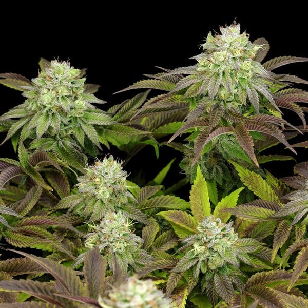 TRIPLE G FEM X1 ROYAL QUEEN SEEDS-4