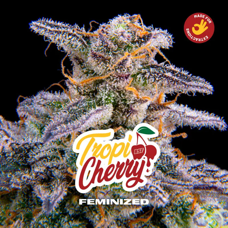 TROPICHERRY FEM X12 BSF SEEDS