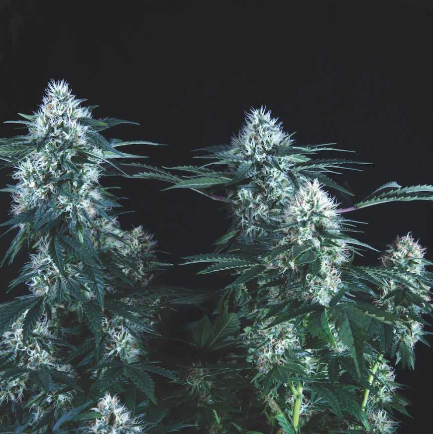 TUTANKHAMON FAST VERSION 3+1 PYRAMID SEEDS
