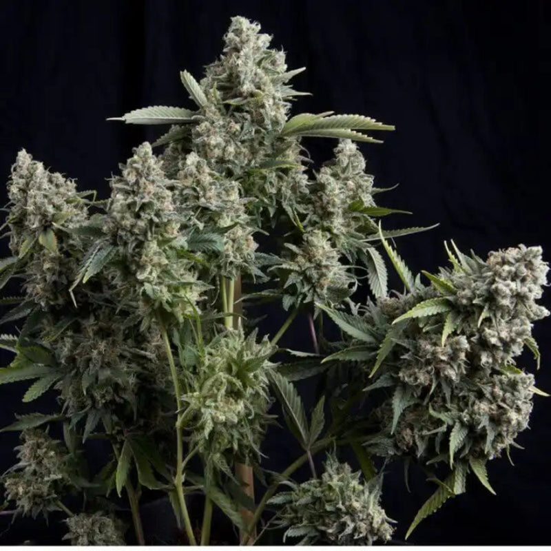 TUTANKHAMON FEM X3+1 - PYRAMID SEEDS-1