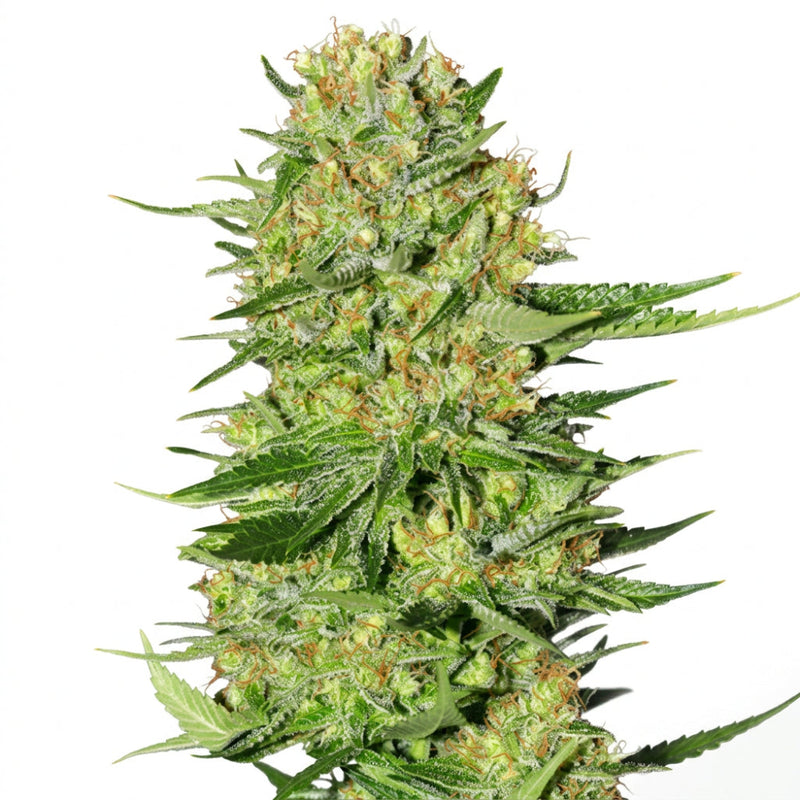 VENENO FEM X3+1 - EVA SEEDS-1