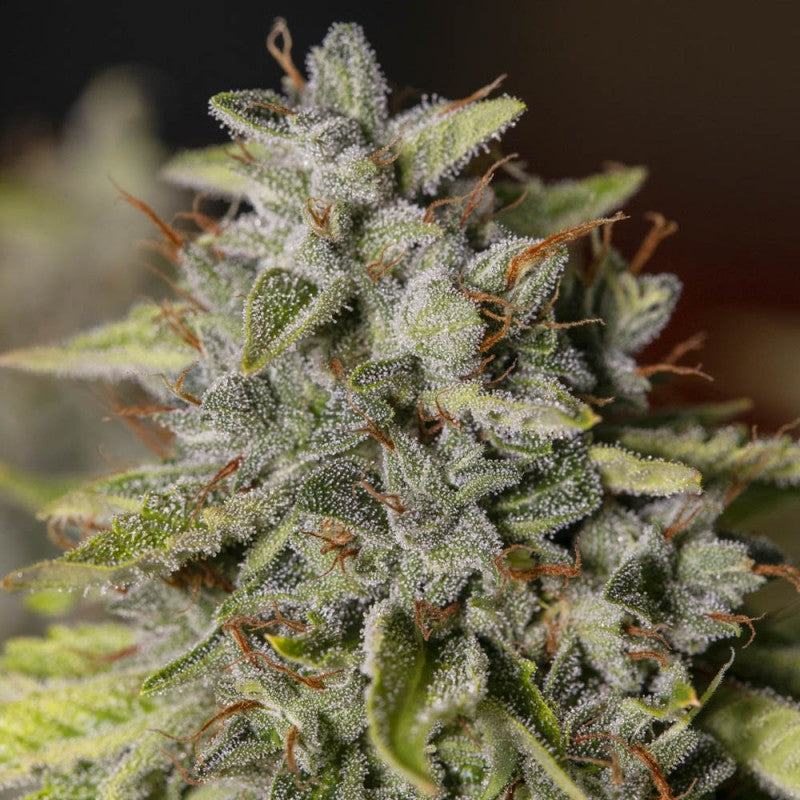 VIEJO TOBY X3+1 FEM EVA SEEDS-1