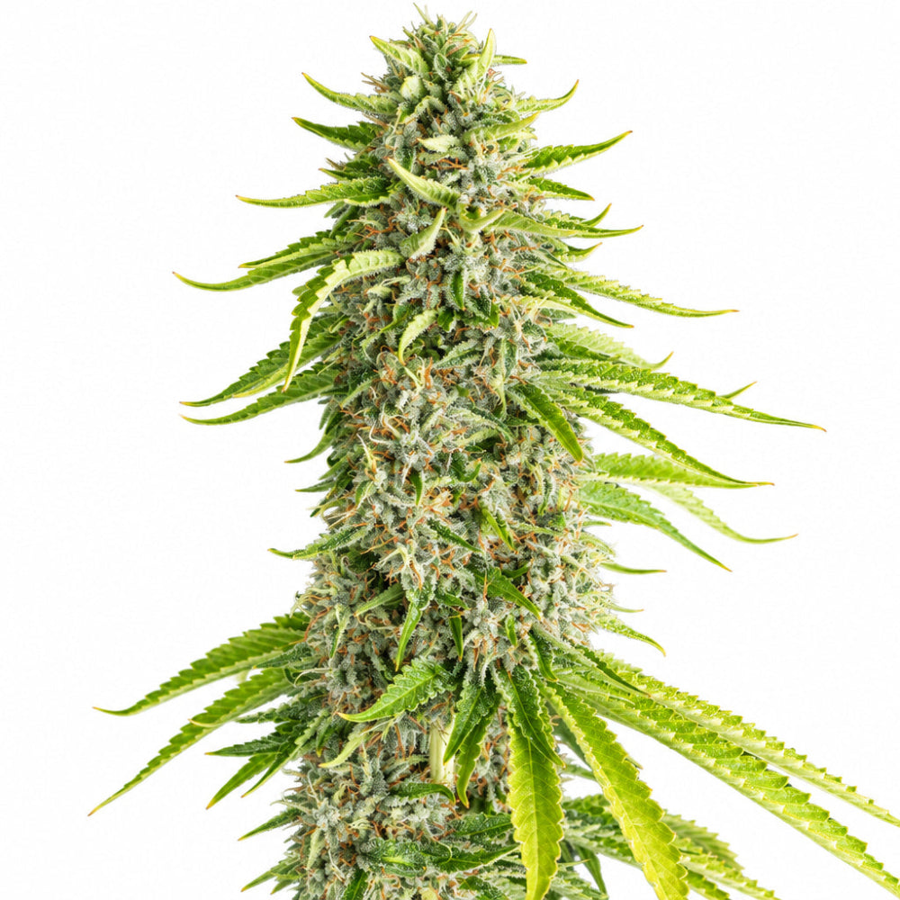 VIEJO TOBY FEM X3 - EVA SEEDS