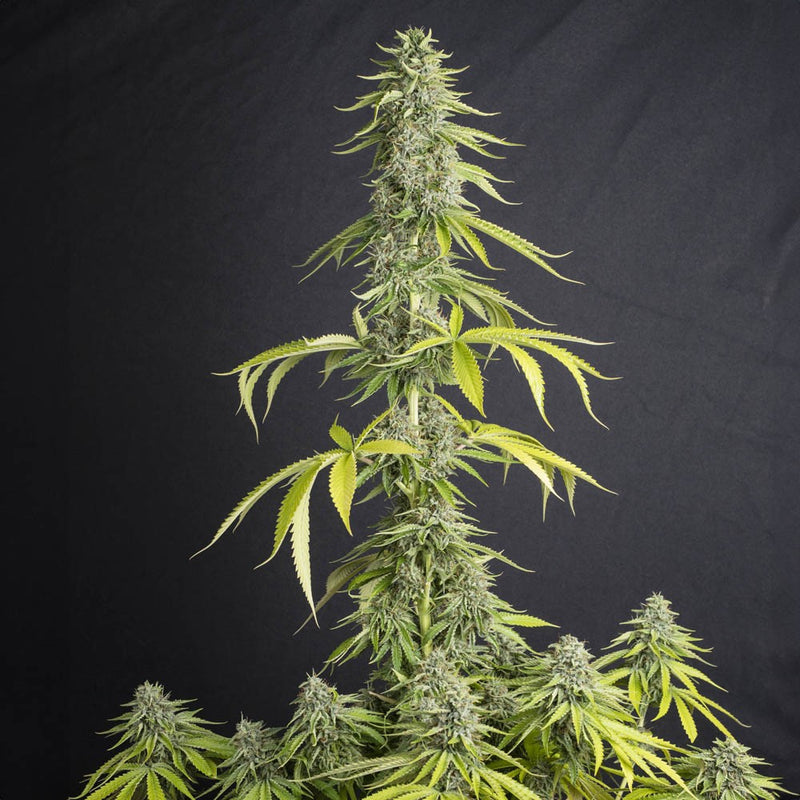 VIEJO TOBY X3+1 FEM EVA SEEDS-3
