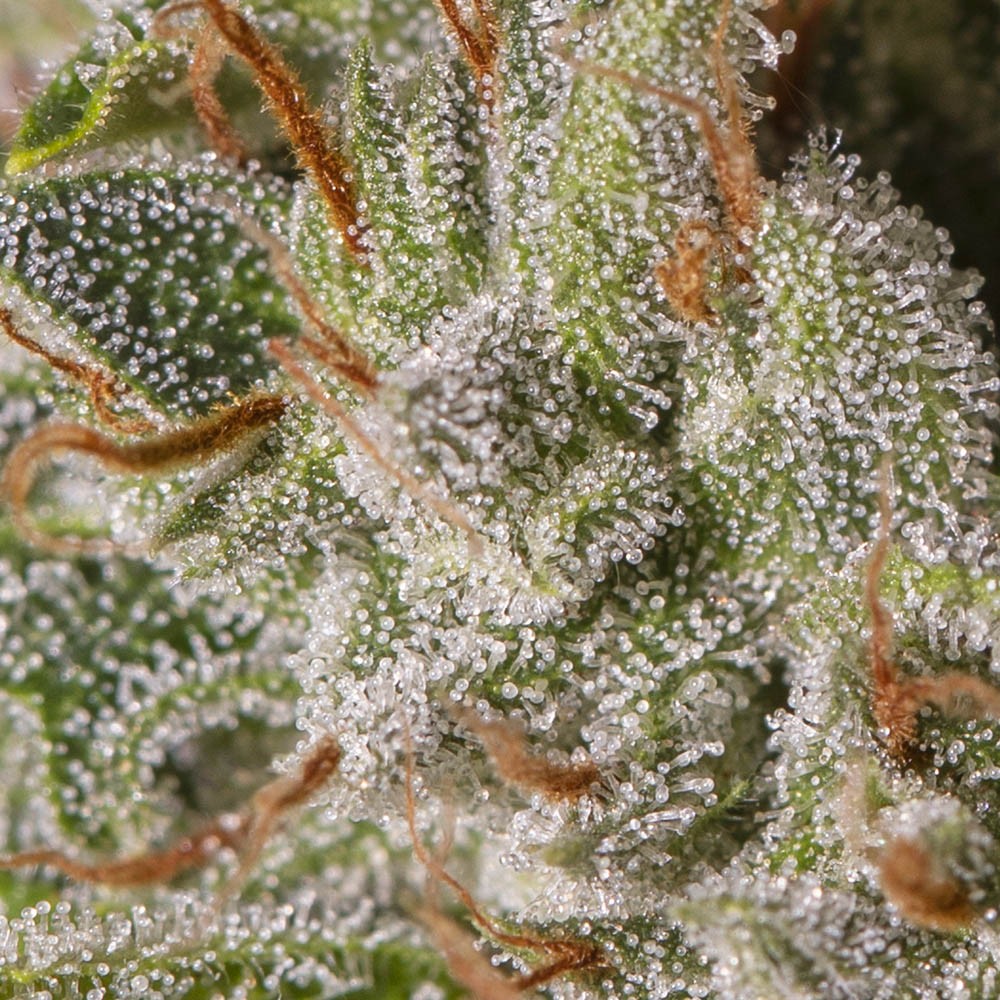 VIEJO TOBY X3+1 FEM EVA SEEDS