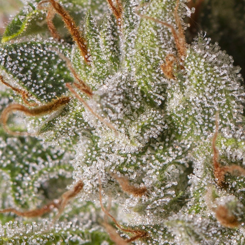 VIEJO TOBY X3+1 FEM EVA SEEDS-2