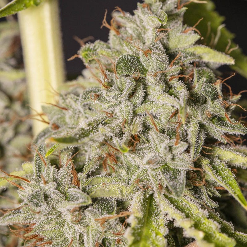 VIEJO TOBY X3+1 FEM EVA SEEDS