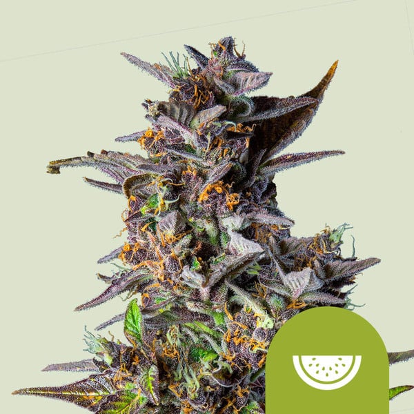 WATERMELON AUTO X1 ROYAL QUEEN SEEDS-1
