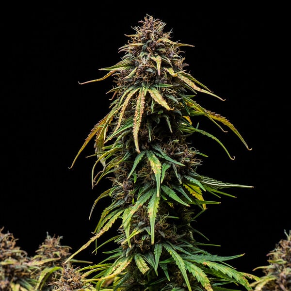 WATERMELON AUTO X5 ROYAL QUEEN SEEDS