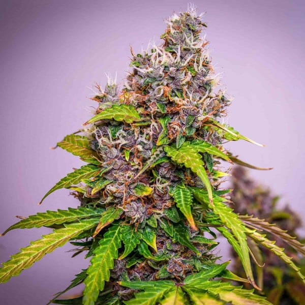 WATERMELON AUTO X5 ROYAL QUEEN SEEDS