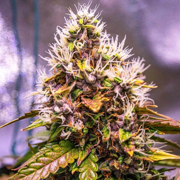 WATERMELON AUTO X1 ROYAL QUEEN SEEDS-7