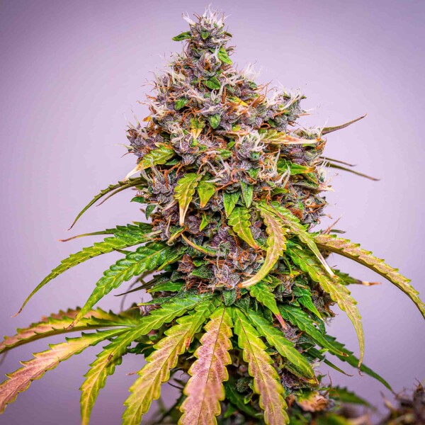 WATERMELON AUTO X1 ROYAL QUEEN SEEDS-8