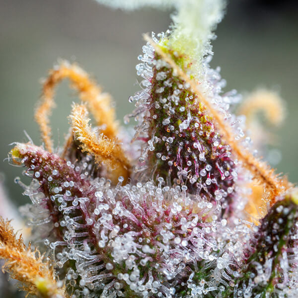 WATERMELON AUTO X1 ROYAL QUEEN SEEDS-9