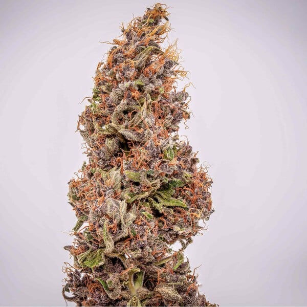 WATERMELON AUTO X1 ROYAL QUEEN SEEDS-10