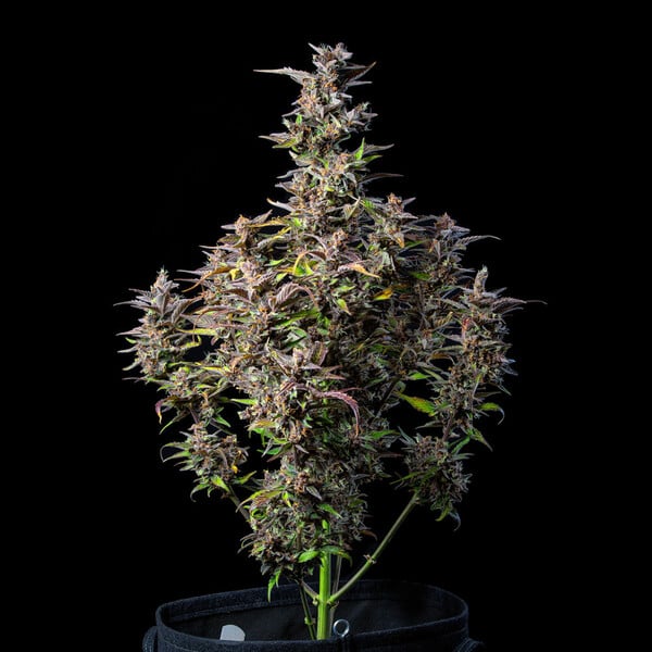 WATERMELON AUTO X1 ROYAL QUEEN SEEDS-3