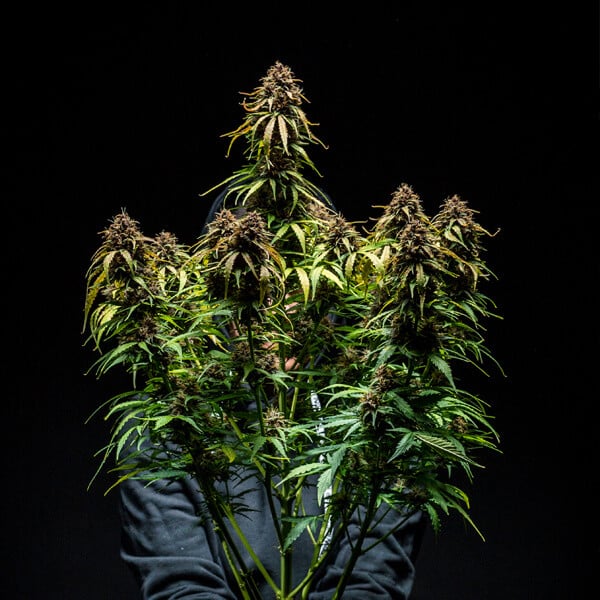 WATERMELON AUTO X1 ROYAL QUEEN SEEDS-2