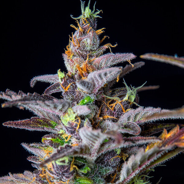 WATERMELON AUTO X1 ROYAL QUEEN SEEDS-5