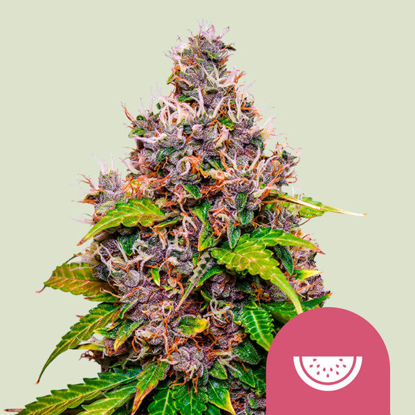 WATERMELON FEM X1 ROYAL QUEEN SEEDS-1