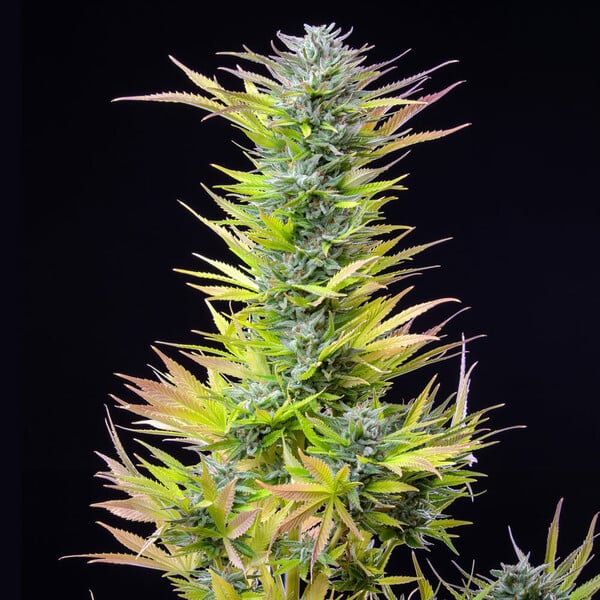 WATERMELON FEM X10 ROYAL QUEEN SEEDS