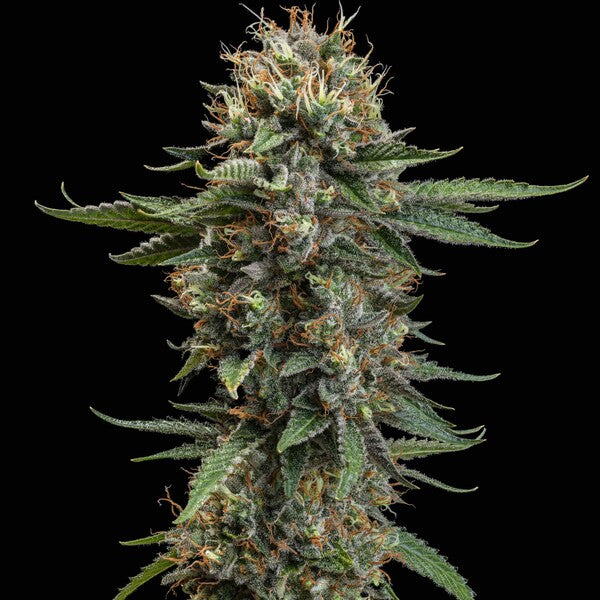 WATERMELON FEM X10 ROYAL QUEEN SEEDS-3
