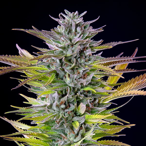 WATERMELON FEM X5 ROYAL QUEEN SEEDS