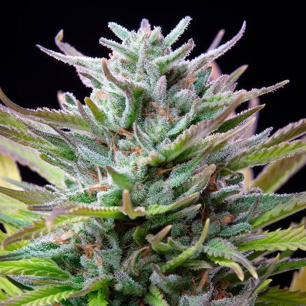 WATERMELON FEM X1 ROYAL QUEEN SEEDS-2