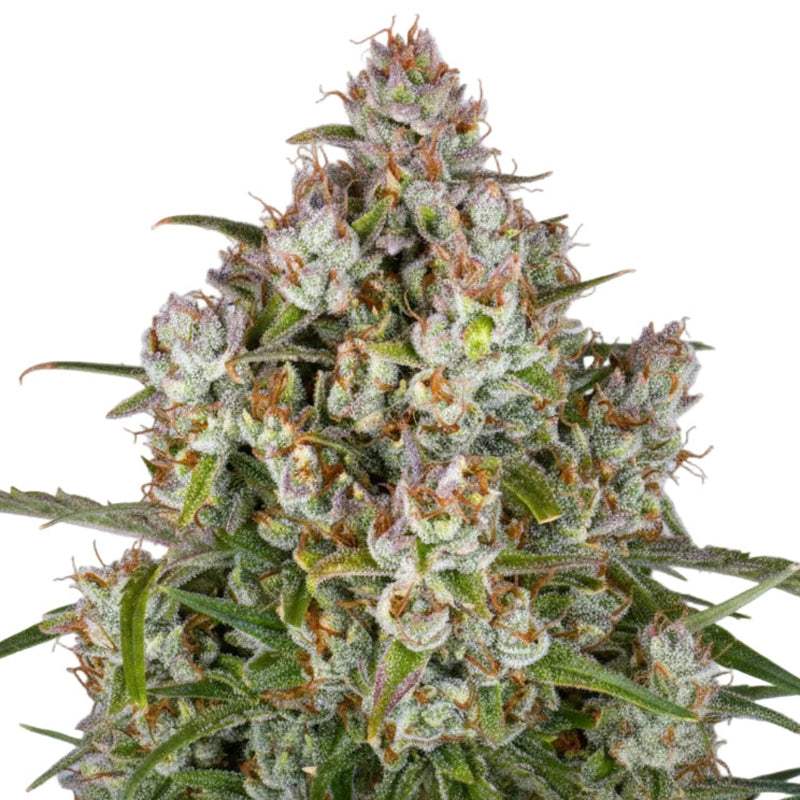 Wedding Cake Auto GRANEL SEEDS-4